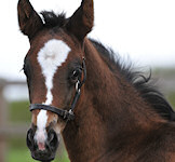 Don Pascal : Don Romantic x Pascal x Patron (Trak) 2012 Dark Brown Colt